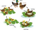 Life cycle of bird. Stages of development of wild duck mallard from egg to duckling and adult bird Royalty Free Stock Photo